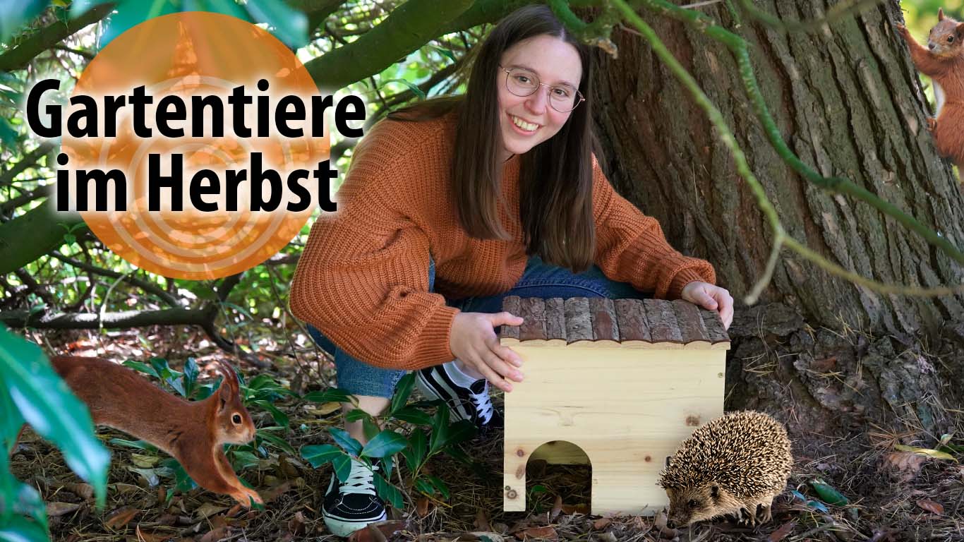 Video laden: Igel in den Garten locken