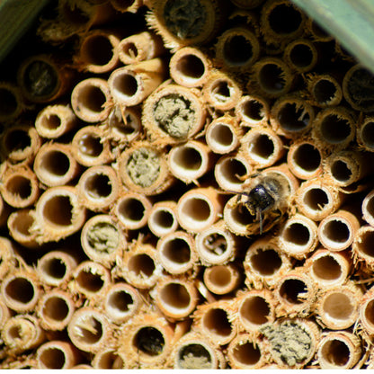 Wildbienenhotel aus Holz, wetterfest und umweltfreundlich – perfekte Nisthilfe und Schutz für Nützlinge im Garten.