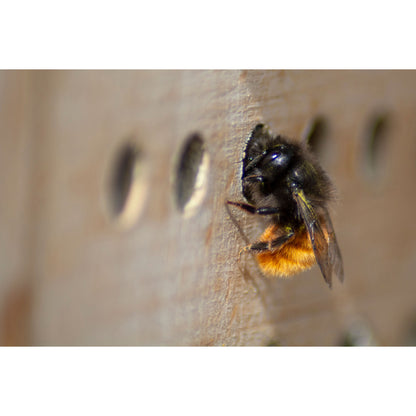 Großes Wildbienenhotel aus Holz mit 6 Nistblöcken inkl. Schutzgitter